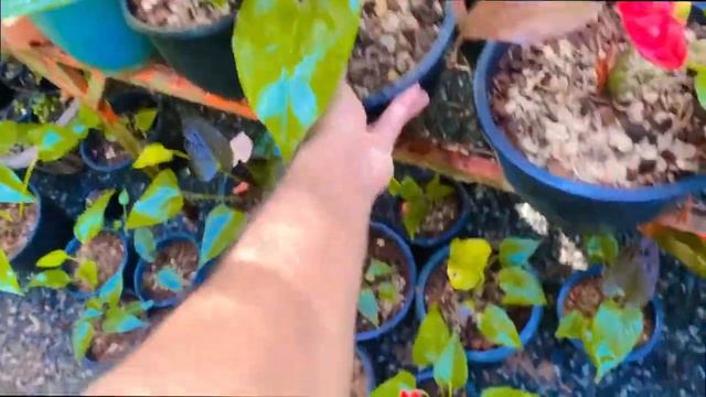 🇱🇰 ඇන්තුරියම් මිල ගනන් අඩු කරා -anthurium wagawa sinhala Plants World #2023 смотреть онлайн