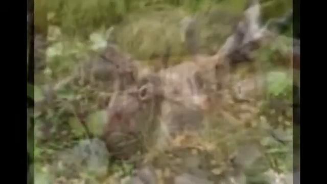 Поделки из пней и коряг-креативные идеи смотреть онлайн