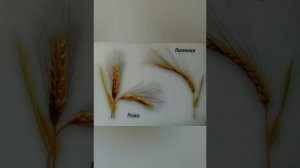 Детям о хлебе