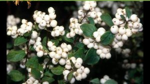 Снежноягодник от питомника "Сад Вашей Мечты"