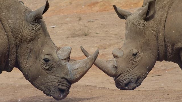 Rhino Spirit Guide - Ask the Spirit Guides Oracle - Totem Animal - Power Animal - Magical Crafting смотреть онлайн