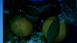 прививка мандарина на 100 процентов