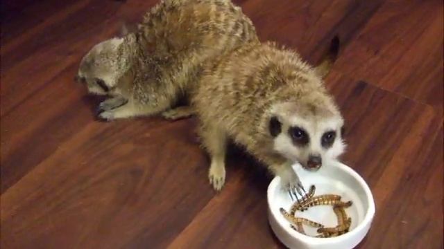 Жадные сурикаты смотреть онлайн