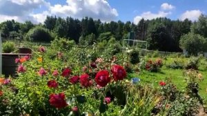 Роза Аллилуйя