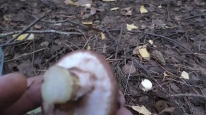 ХОТЕЛИ СПРЯТАТЬСЯ БЕЛЫЕ ГРИБЫ! Лес и белые грибы в лесу!