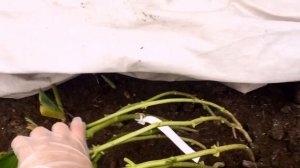 Зимнее укрытие крупнолистных гортензий, посаженных в открытом грунте. Беларусь