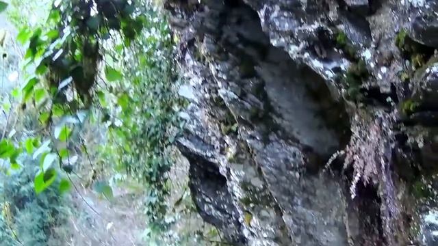 2017_01_23_Прогулка к ручью Сванидзе, Сочи.mp4 смотреть онлайн