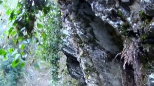 2017_01_23_Прогулка к ручью Сванидзе, Сочи.mp4