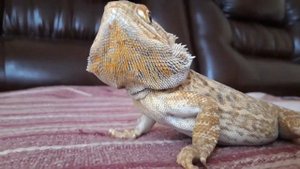 Морфы Бородатых Агам часть 2 \LEATHERBACK\SILKBACK\DUNNER