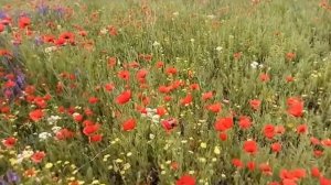 Цветут альпийские луга