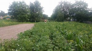 Лучший препарат от фитофтороза и альтернариоза картофеля