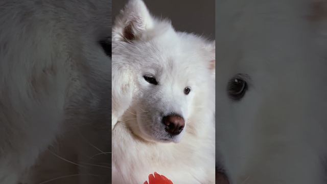 Good night Samoyed / Спокойной ночи Самоед