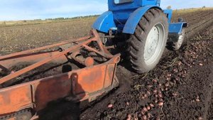 Трактор Т-40 с картофелекопалкой КТН-2, копает не хуже МТЗ-80.