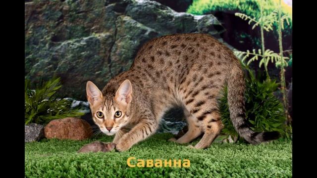 ?Самые необычные породы кошек!