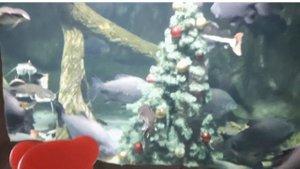 Желейный медведь Валера в зоопарке