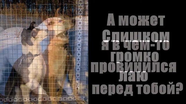 Молитва пса собачьему Богу смотреть онлайн