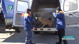 «Есть вопрос? Есть ответ!» Бездомные животные