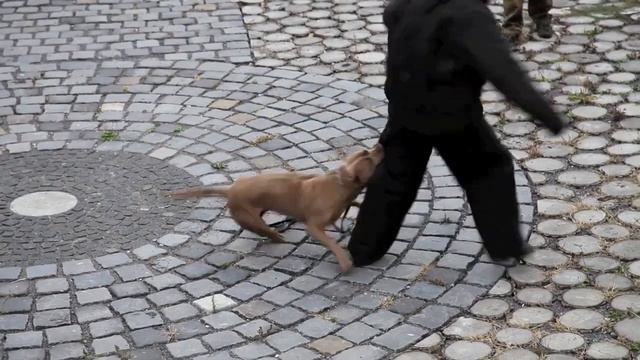 Andante Bandog male Ego Andante bred by Andante Bandog Kennels - Slovakia andantebandog