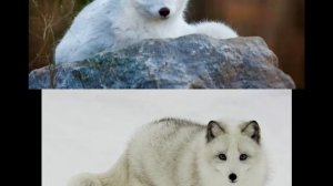 чудо зверь писец;)