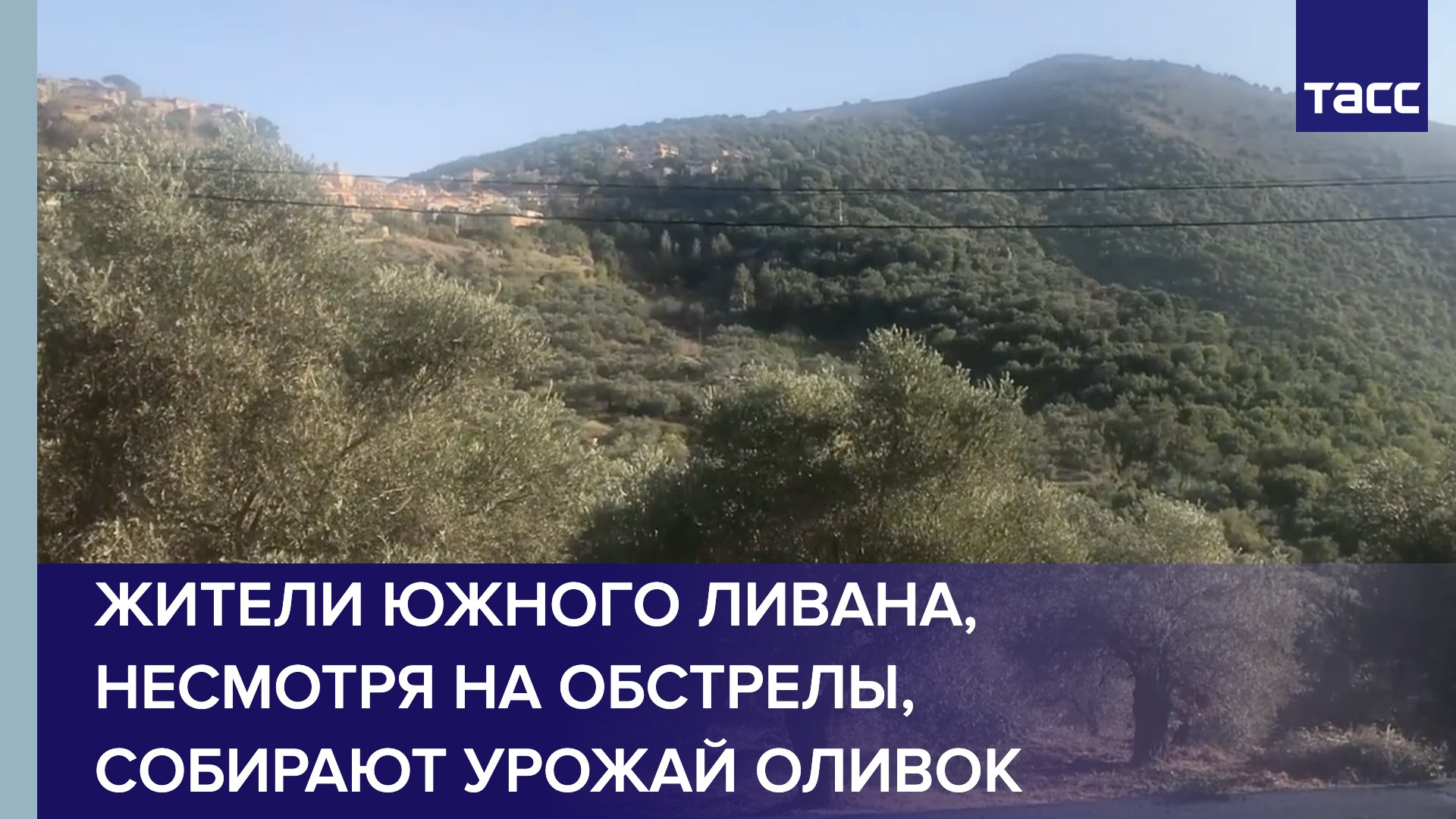 Жители Южного Ливана, несмотря на обстрелы, собирают урожай оливок