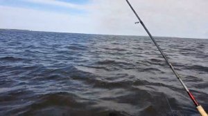 Рыбалка на Финском заливе. Отчёт за 10.09.2023. Петергоф-Кронштадт.