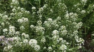 Alyssum carpet of snow purple flowers garden bush plants backyard