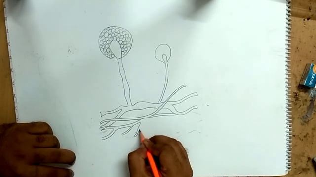 how to draw mucor fungi смотреть онлайн