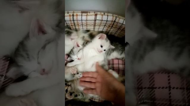 Отдам котят в добрые руки смотреть онлайн