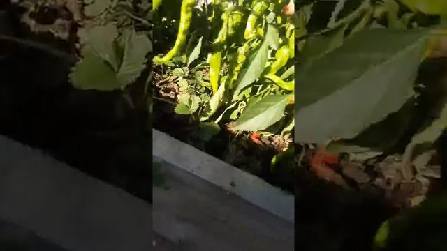 Перец острый" Петрович" в открытом грунте.