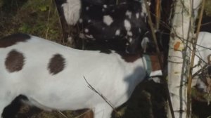 Борщевик корм для скота.