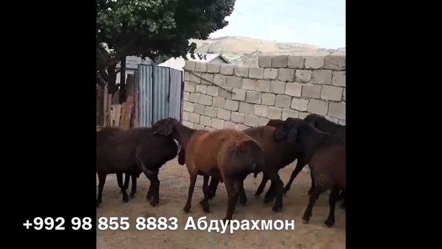 Гиссарские овцы Ходжимирзокарима. Годовалые баранчики