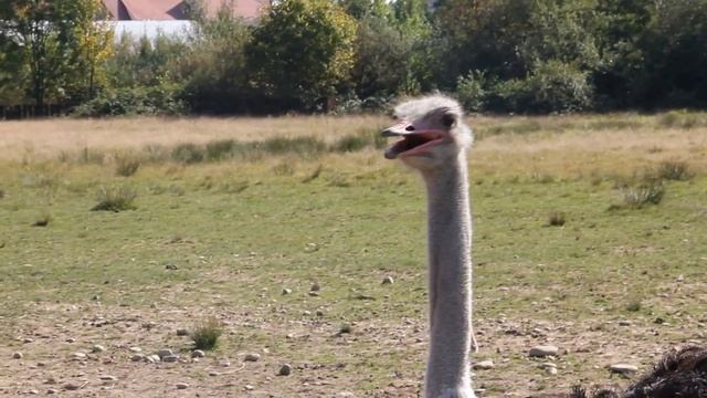 Африканський страус (Struthio camelus) - частина 1 смотреть онлайн