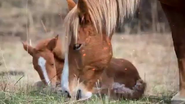 Алтайские лошади смотреть онлайн