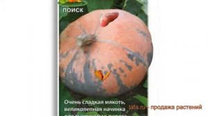 Тыква крупноплодная Зорька (zorka) ? тыква Зорька обзор: как сажать семена тыквы Зорька