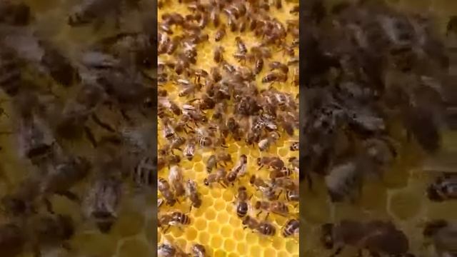 Königin beim stiften Пчелиная кладка яиц смотреть онлайн