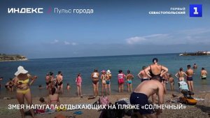 Змея напугала отдыхающих на пляже «Солнечный»