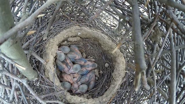 Сорока 150511 1 у дороги Софрино Z gp20150511 17 Нормальная гнездовая жизнь смотреть онлайн