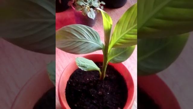 Эксперимент с каной продолжается !!!??? смотреть онлайн