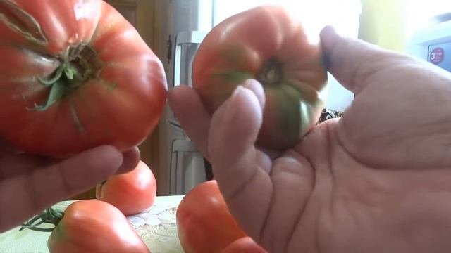 ОТБИРАЕМ ПОМИДОРЫ ДЛЯ ПРИГОТОВЛЕНИЯ ИЗ НИХ СВОИХ СЕМЯН ДЛЯ ПОСАДКИ