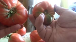 ОТБИРАЕМ ПОМИДОРЫ ДЛЯ ПРИГОТОВЛЕНИЯ ИЗ НИХ СВОИХ СЕМЯН ДЛЯ ПОСАДКИ