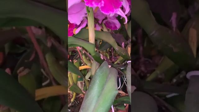 More of Irene Finney “Ingrid” смотреть онлайн