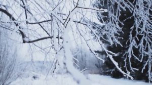 ЗИМНИЕ СЛЕДОПЫТЫ. Ищем следы зверей