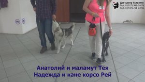 Занятие по дрессировке (группа начального послушания): обучение собак движению рядом. Тольятти, 2019