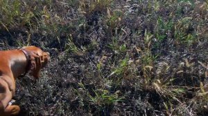 Охота по перепелу в Крыму с легавой.