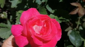 роза чайно-гибридная Роз Гожар (Rose Gaujard). лето 2022