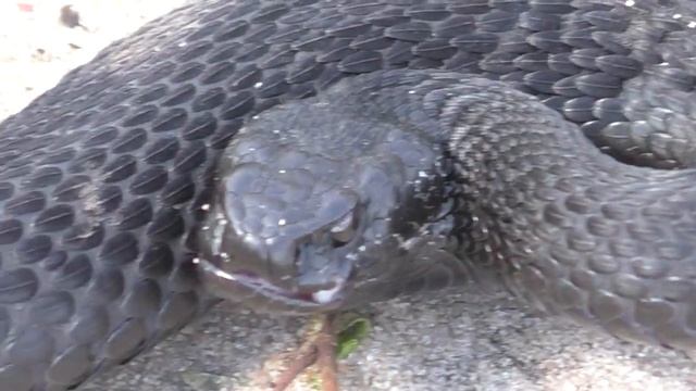 Встреча с черной гадюкой (гадюка Никольского) в лесу видео HD качества смотреть онлайн