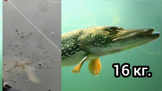 Щука 16 кг. Зимняя рыбалка. Fishing, 🎣 big pike! Щука монстр!Мечта рыбака! смотреть онлайн