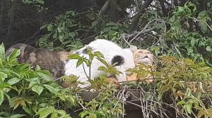 Cats mating  Group cats mating on the tree  Successfully Mating Cats Hard Male Cat mating call