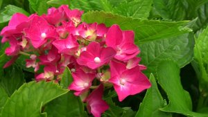 Гортензия Red Sensation. Уникальный проект. Дачные картинки.