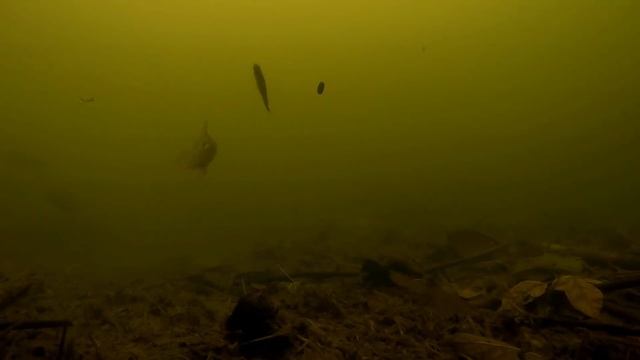 АТАКА ЩУКИ на ЖИВЦА | ПОДВОДНАЯ РЫБАЛКА + СЪЕМКА смотреть онлайн